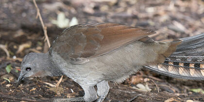 Lyrebird