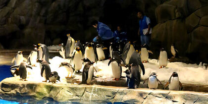 Manchots royaux dans Polar Adventure