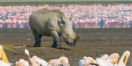 Faune diversifiée au lac Nakuru