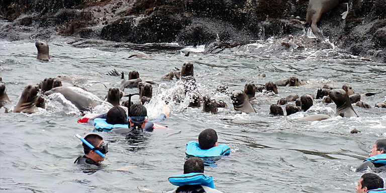 Nadar con leones marinos en las islas Palomino