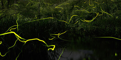 Thousands of fireflies twinkle in the mangrove forest