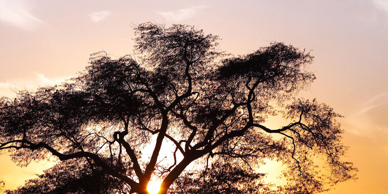 L'albero della vita esiste e si trova nel deserto del Bahrain