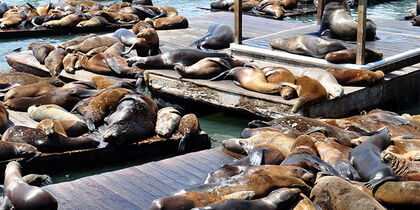 Leones marinos en el muelle 39