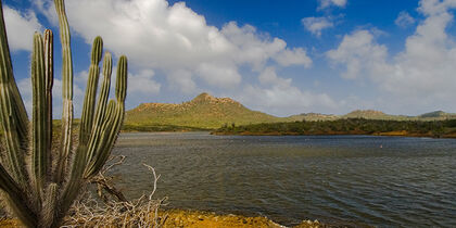 Desert landscape