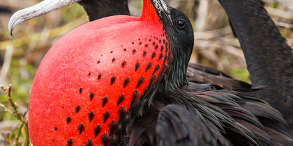 A courting frigate bird