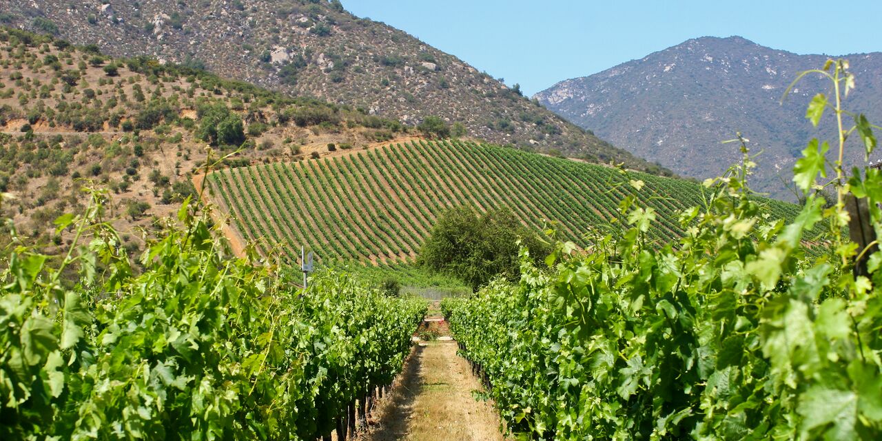 Chilean vineyards