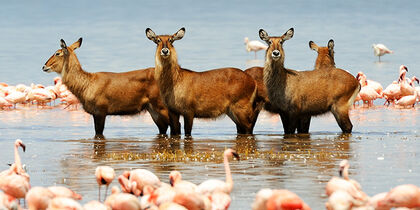 Antelopes and flamingos