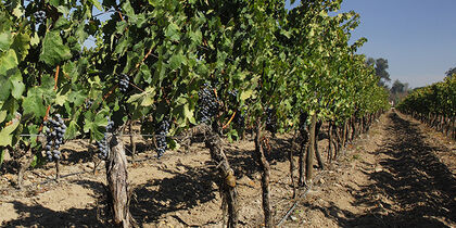 Viñedo en Maipo