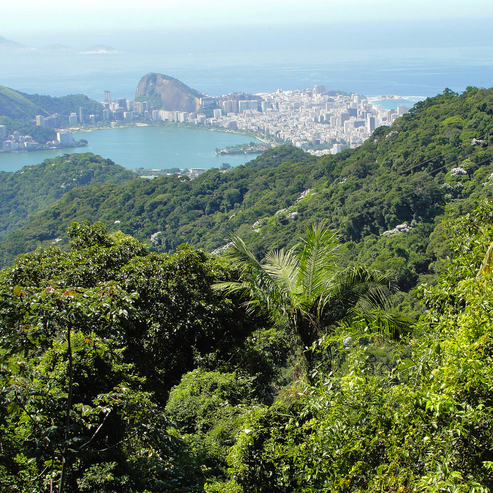 forêt de tijuca