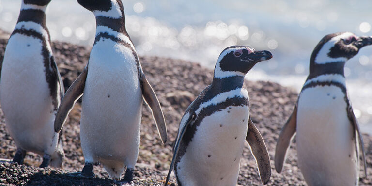 Pingüinos Magallánicos