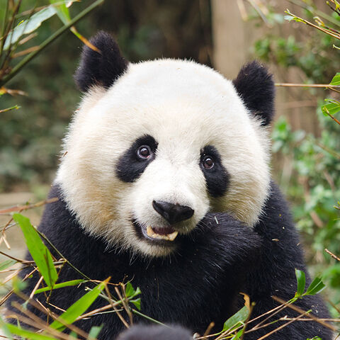 Travel Tips & Articles Chengdu - KLM Suomi