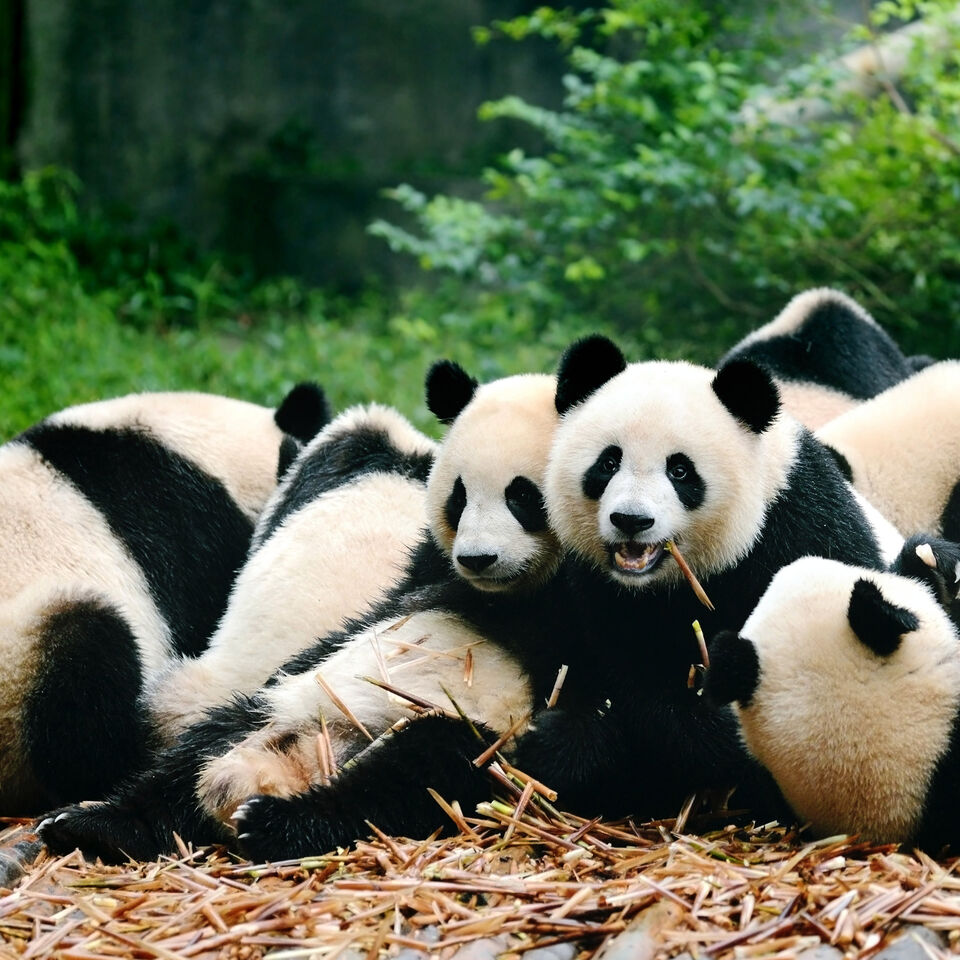 Klm Reisefuhrer Besuchen Sie Ein Panda Zentrum