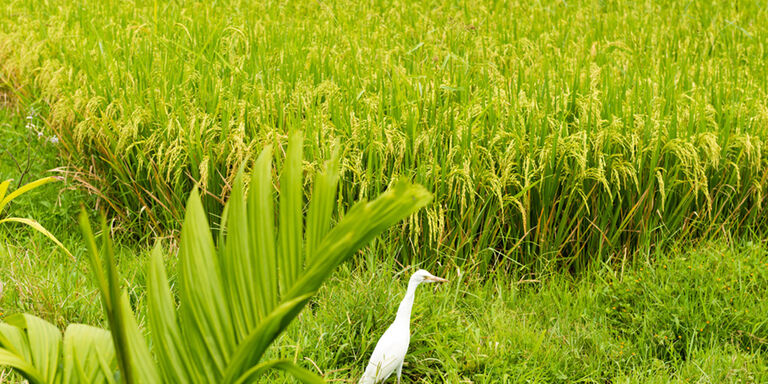 Garza en un campo de arroz de Bali