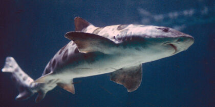 Shark at the monumental Aquarium