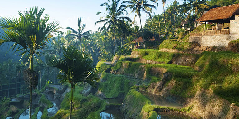 Sunrise over a Balinese rice paddy