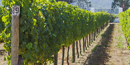 Vineyard in Casablanca