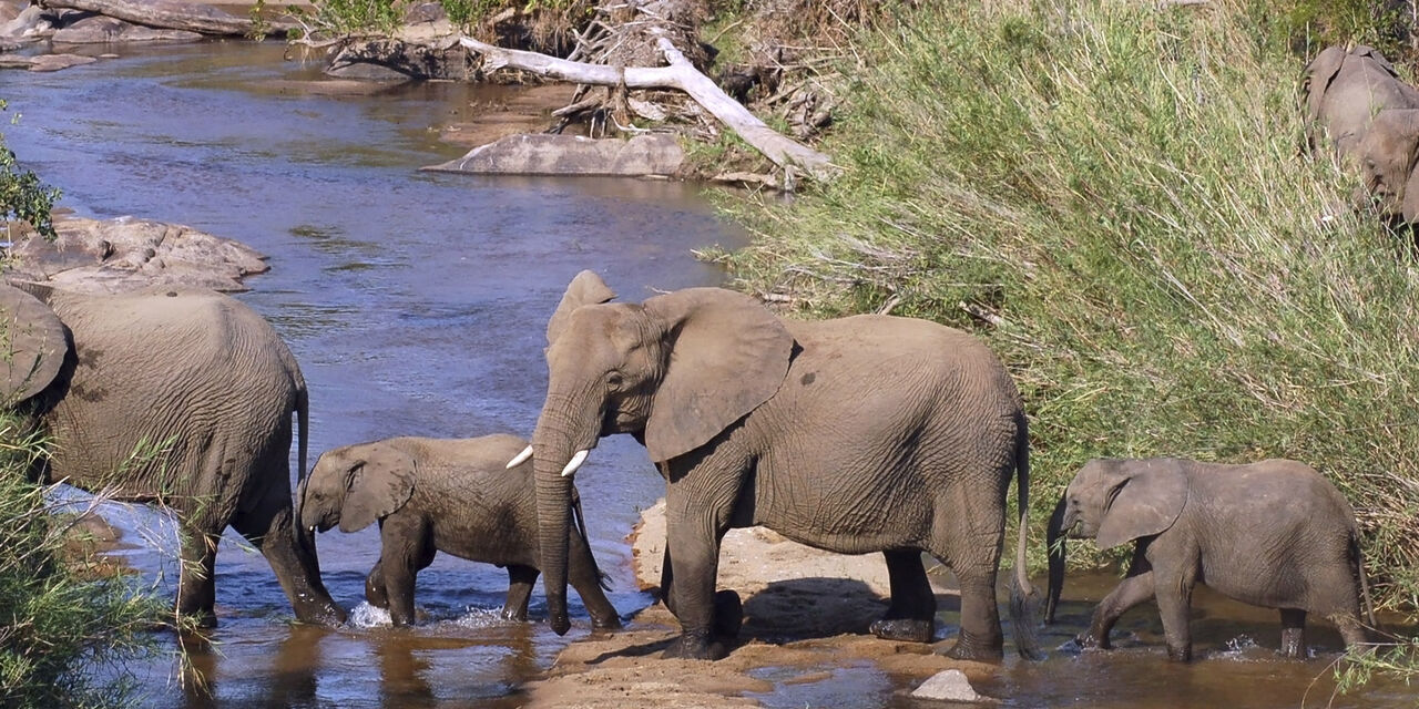 Un bébé éléphant rose a été vu au Parc National Kruger en Afrique