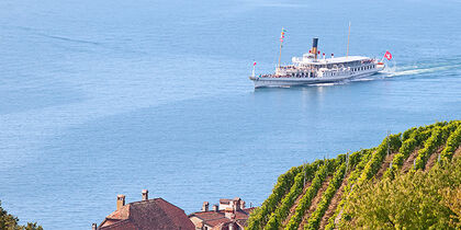 Croisière le long des vignes