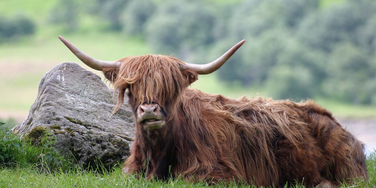 Tierras Altas de Escocia