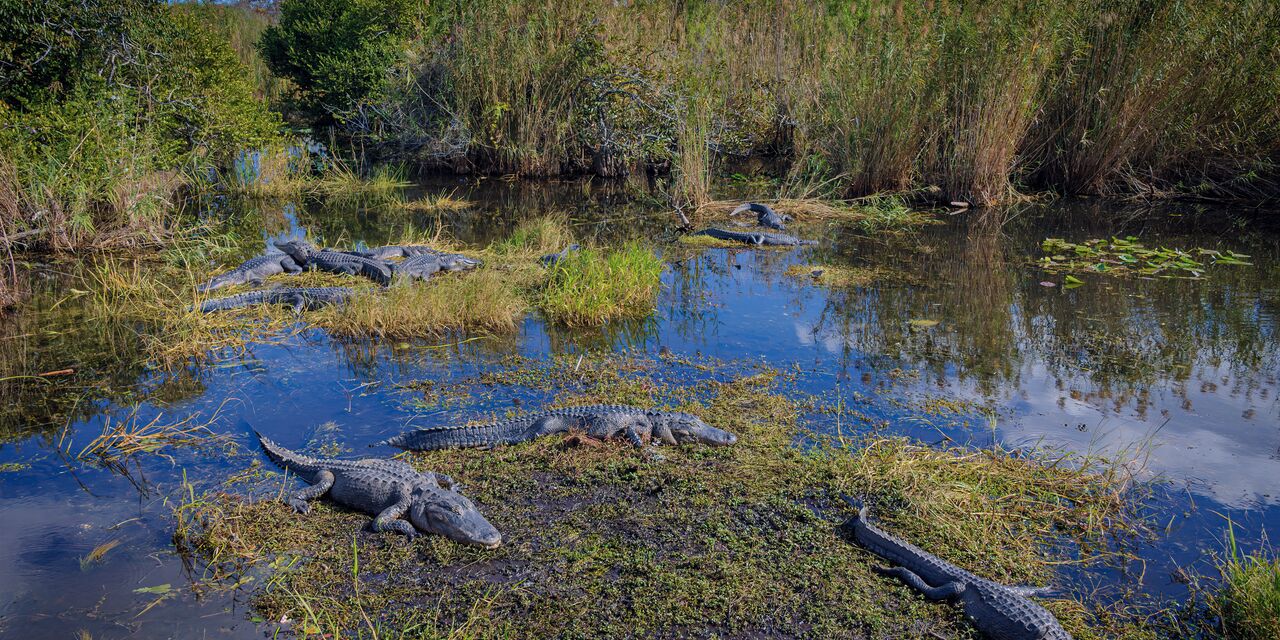 Alligators in Everglades National Park