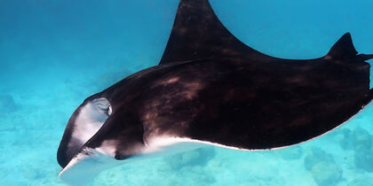 A manta ray