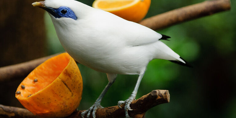 El estornino de Bali (Leucopsar Rothschildi)