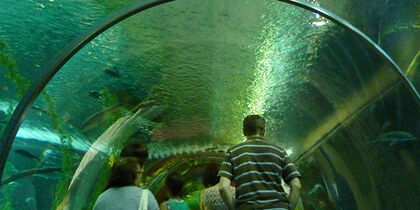 The glass tunnel in the aquarium