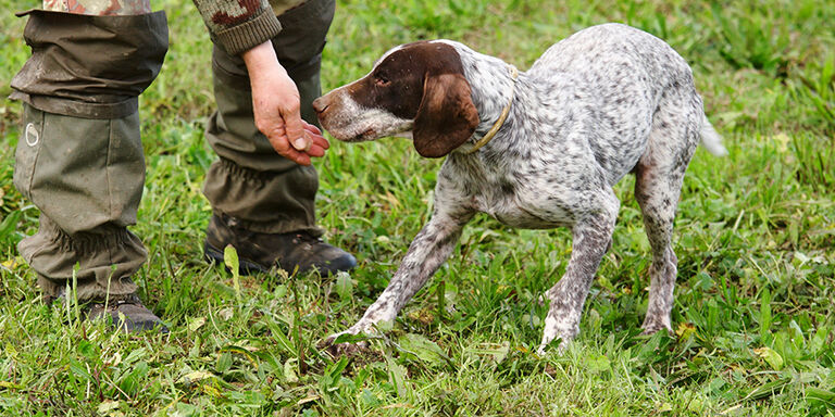 Chasse à la truffe avec un chien