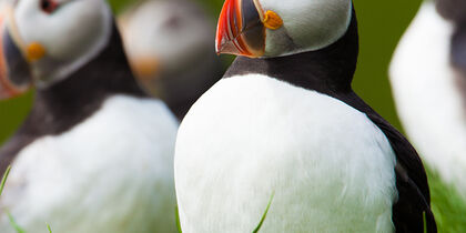 With a bit of luck, bird watchers may spot puffins