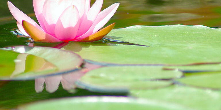 The lotus flower