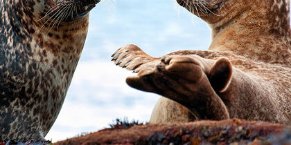 A seal on the seafront