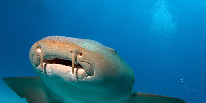 Eye-to-eye with a nurse shark