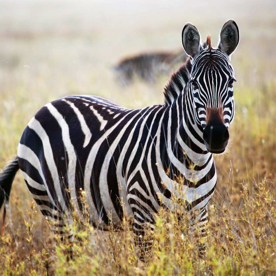 Download Wild Zebras In The City Klm Travel Guide