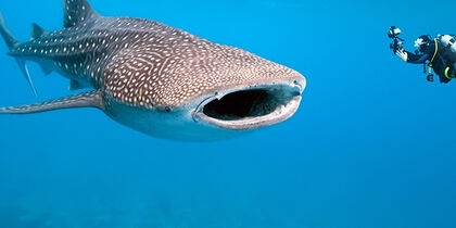 An encounter with a whale shark