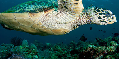 A sea turtle in the coral reef