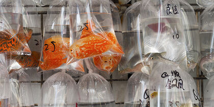 Poissons vivants dans des sachets plastiques