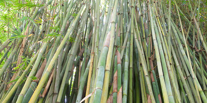 Bamboo in the Oriental garden