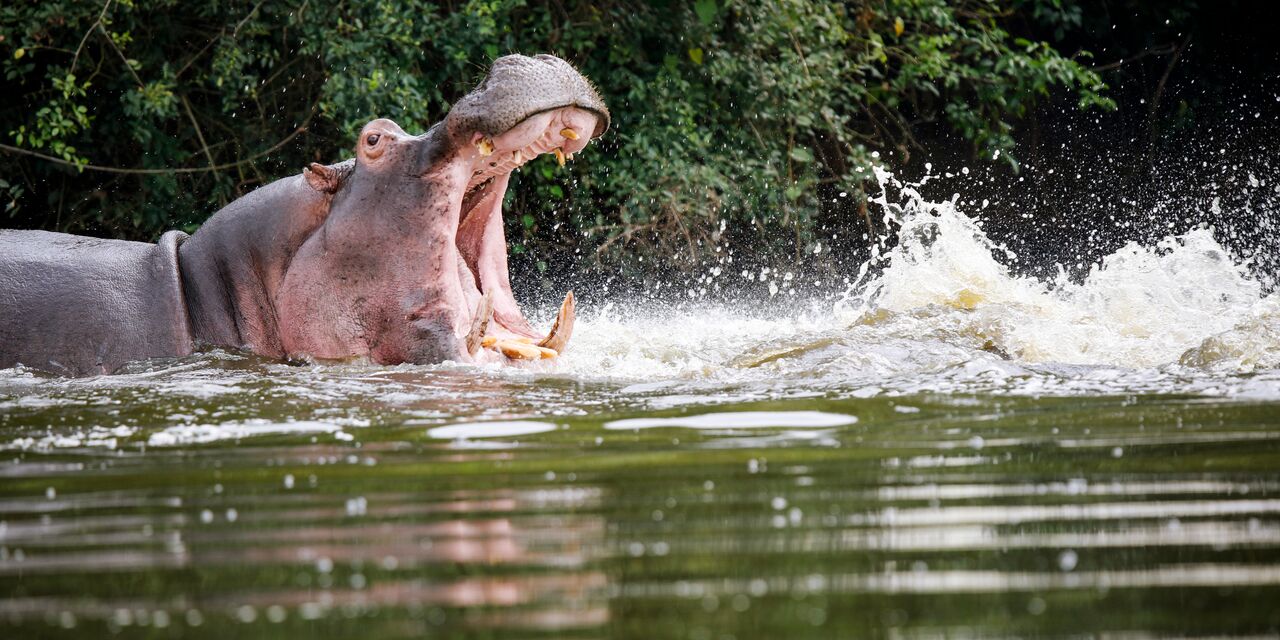 Hippopotamus in Lake Victoria