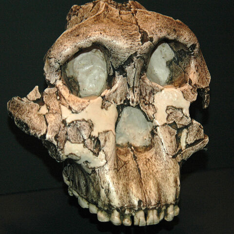 Paranthropus boisei