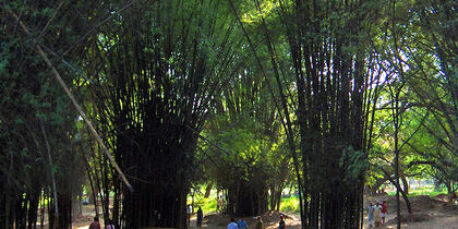 Palms and palaces in Cubbon Park