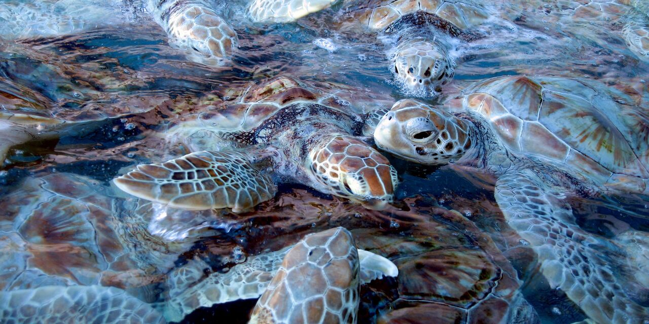 Giant sea turtles at Isla Mujeres