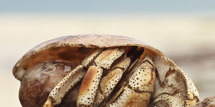 A crab on a Bongoyo beach