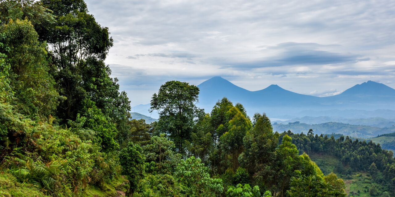 The Bwindi Impenetrable Forest