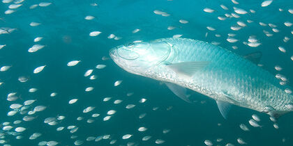 Un tarpon au milieu d'un banc de poissons