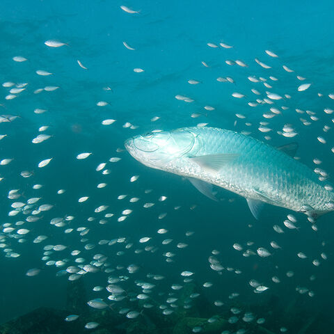 A tarpon amidst a school of fish
