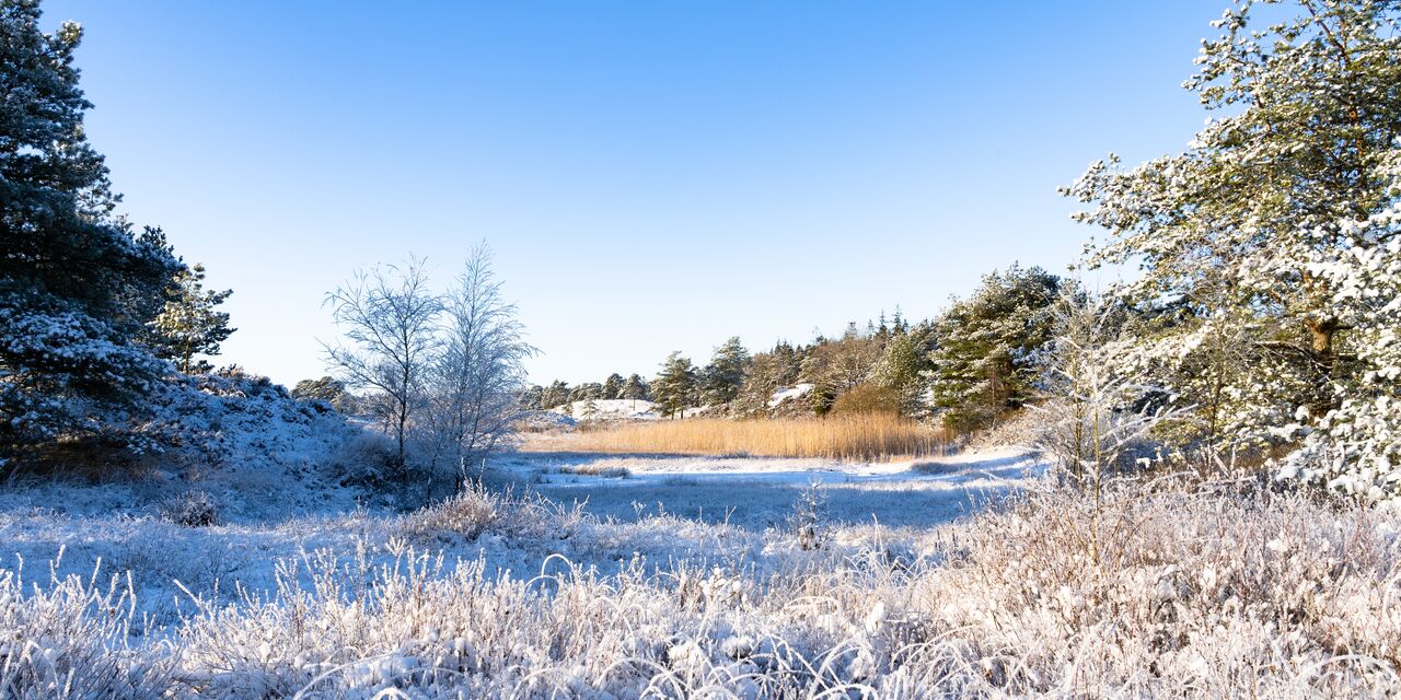 Frozen wetlands in Jutland