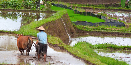 Rice harvesting