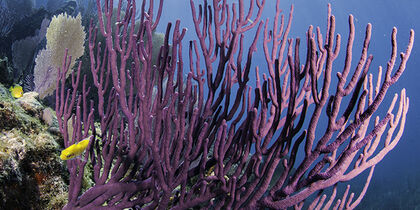 Corail illuminé par les rayons du soleil