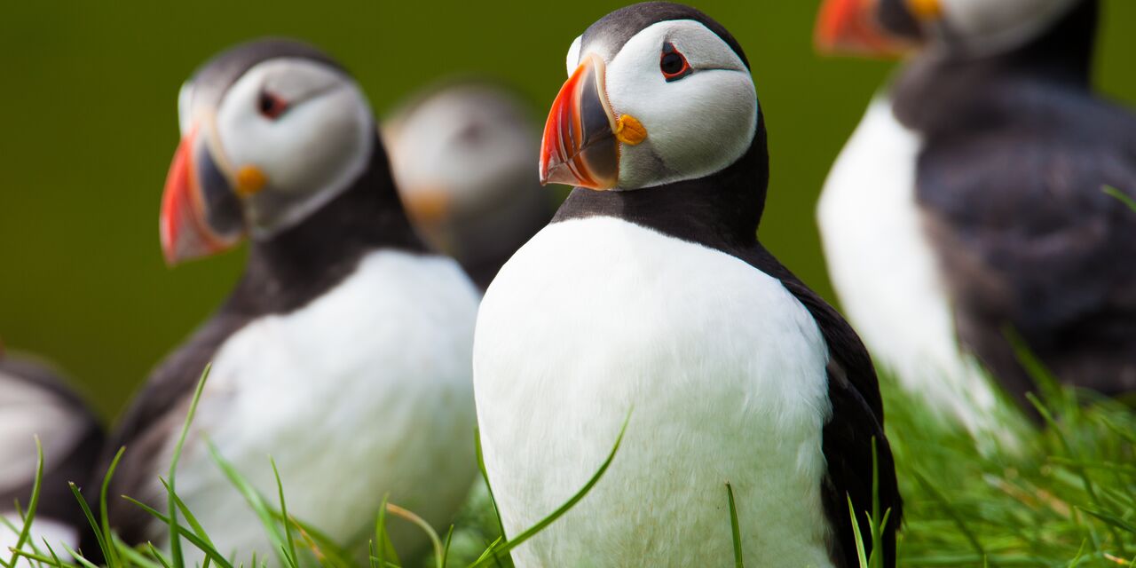 Puffins