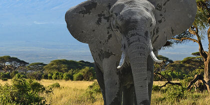 Elefante frente a un Kilimanjaro nevado